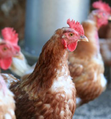 Poultry