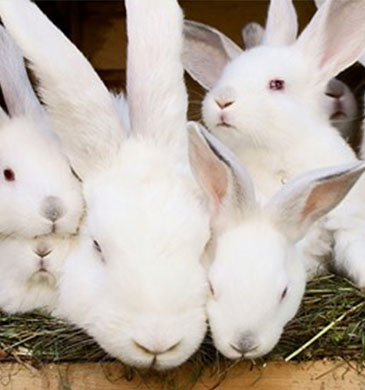Rabbits