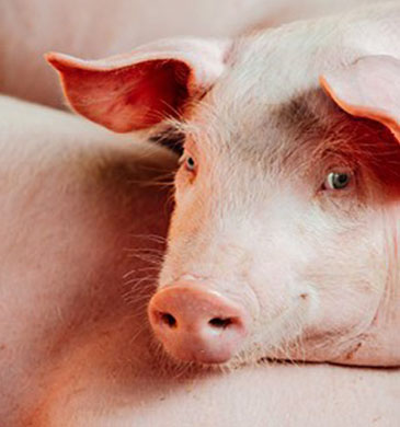Swine